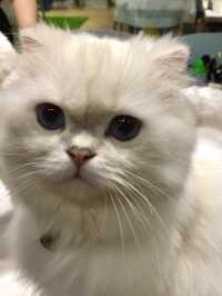 打卡餐廳 🍴有冇人係貓貓控🐱？