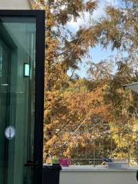 몸만 가면 나무숲속 가을 피크닉🍁 다 준비되어 있는 시흥 물왕동 빅트리