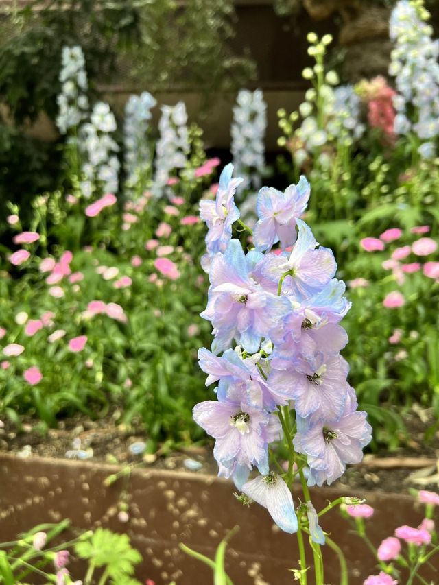 Admiring Nature’s Beauty inside Flower Dome