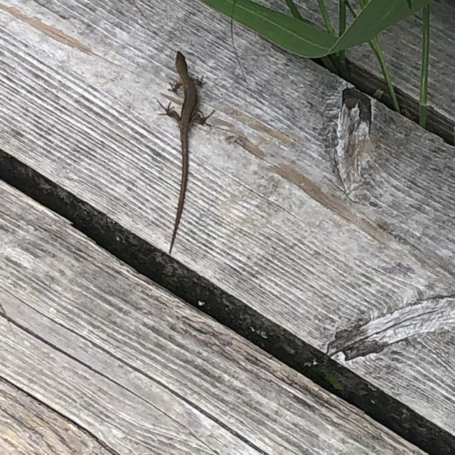 箱根湿性花園