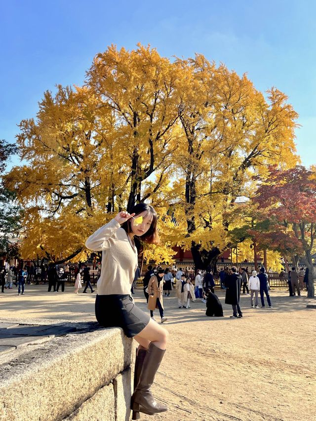 이렇게 찍어보세요! 가을 단풍사진 꿀팁🍁🍂✨