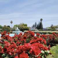 美國加利福尼亞州聖何塞玫瑰園
