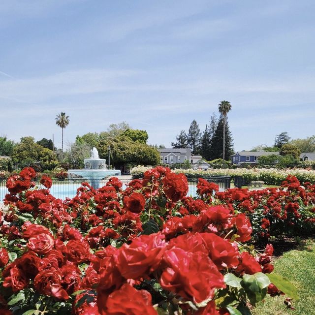 美國加利福尼亞州聖何塞玫瑰園