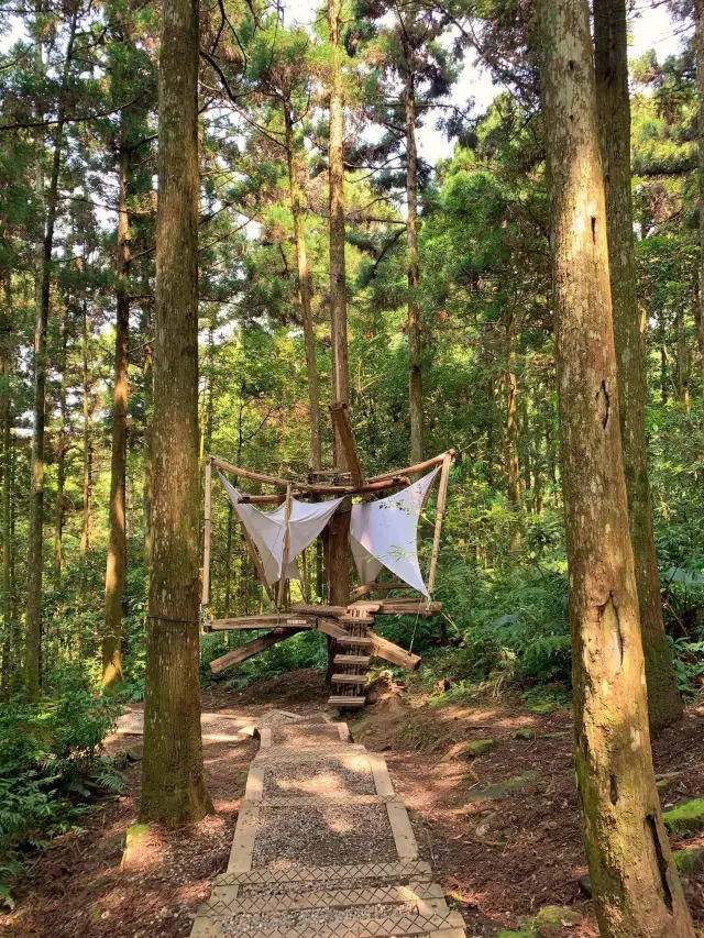 桃園景點東眼山小百岳｜煙霧迷漫充滿仙氣的美景