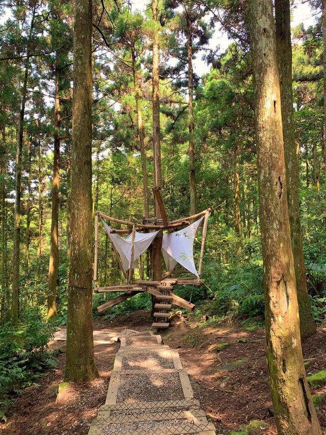 桃園景點東眼山小百岳｜煙霧迷漫充滿仙氣的美景