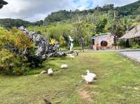 🐇 ร้านโพรงกระต่าย Rabbit Hole AT Phuket🐇