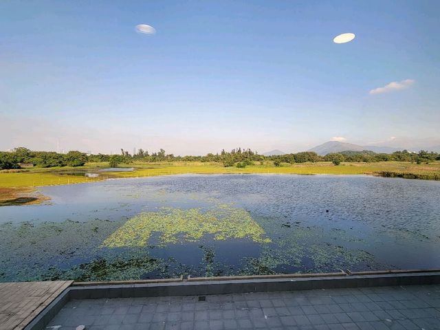 候鳥天堂。香港濕地公園 Hong Kong Wetland Park