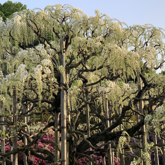 ふじの花物語　あしかがフラワーパーク大藤まつり　昼の部💕