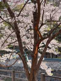 북한산과 정릉천이 이쁜 산책길 ‘정릉산책길’