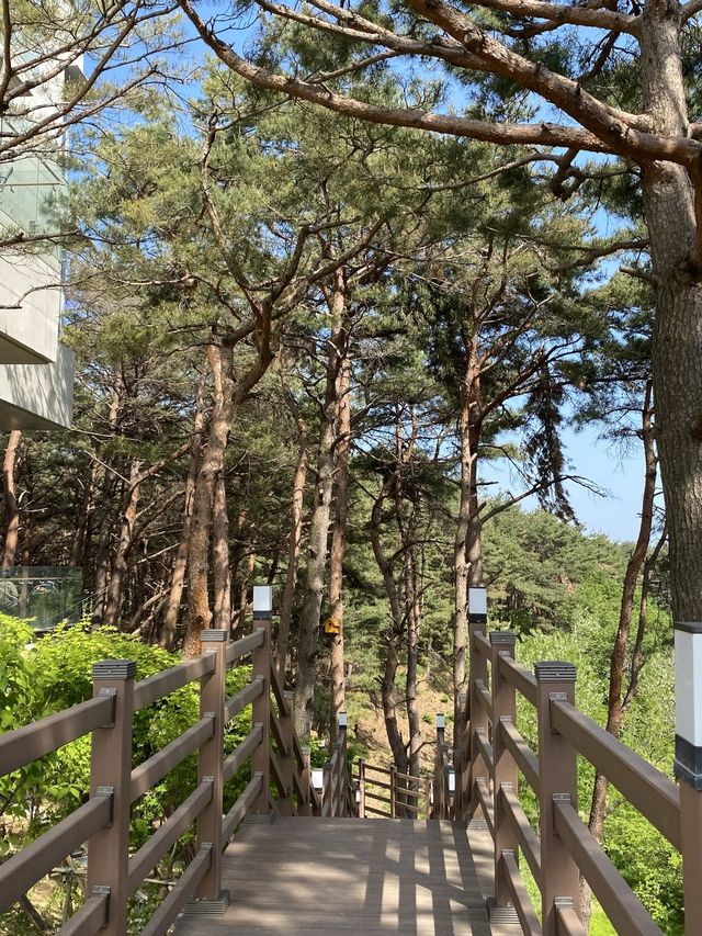 강원도 양양 하조대 근처 솔밭뷰 북카페, 솔밭길 산책은 어때요 🌲