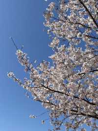 드라이브하면서 보기 좋은 전북 고창 벚꽃길 🌸