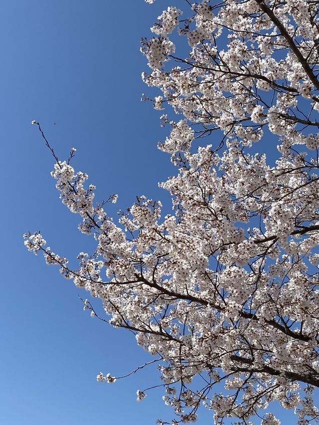 드라이브하면서 보기 좋은 전북 고창 벚꽃길 🌸
