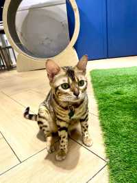 打卡餐廳 🍴有冇人係貓貓控🐱？