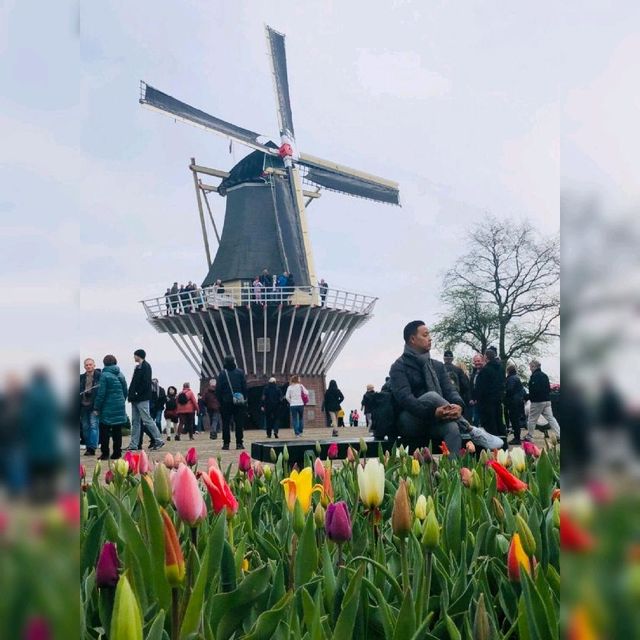 Amazing display of tulips!