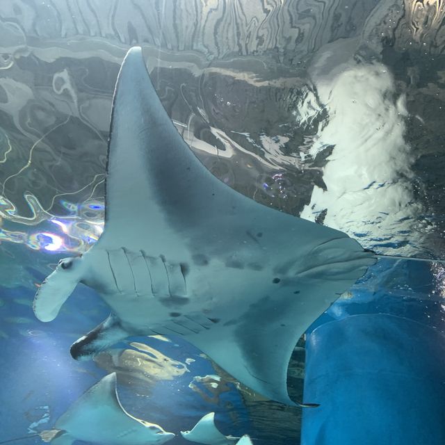 【猛暑から逃げよう】室内水族館　@品川