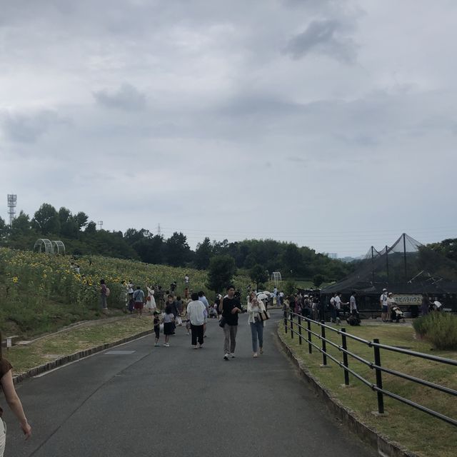 【🌻】ハーベストの丘