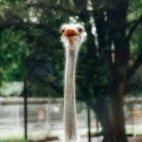 Ragunan Zoo,Jakarta
