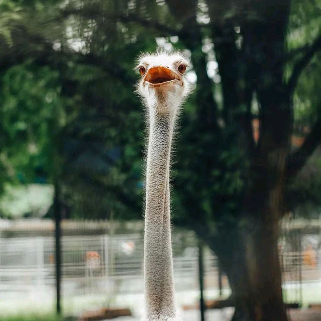 Ragunan Zoo,Jakarta