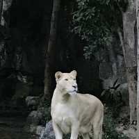 Amazing animal encounters at Chiang Mai Zoo