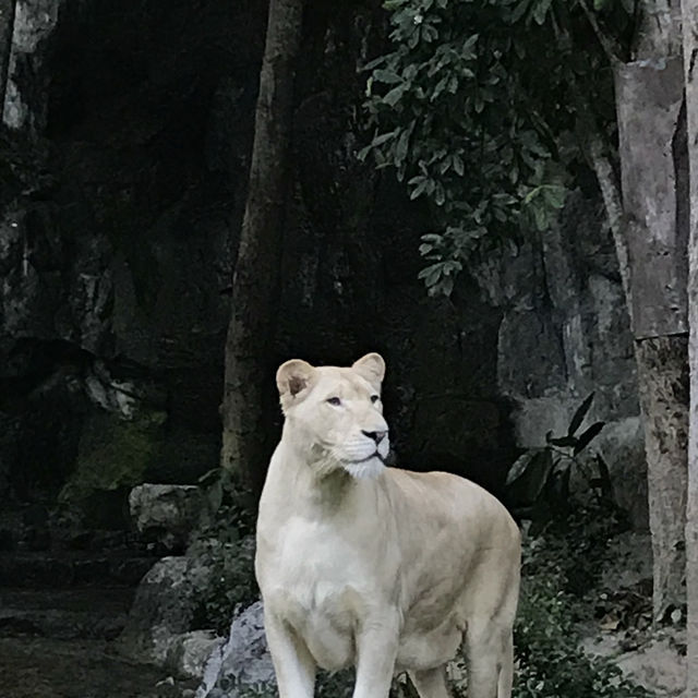 Amazing animal encounters at Chiang Mai Zoo