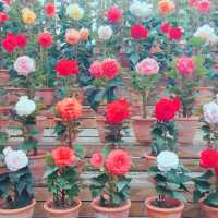 【日本 三重】日本最大規模花海 🌹🌷🌺🌸🌼