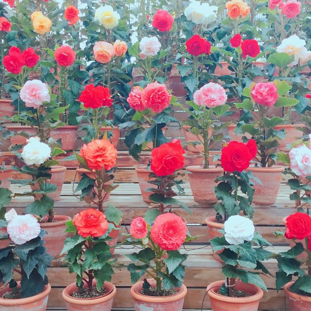 【日本 三重】日本最大規模花海 🌹🌷🌺🌸🌼