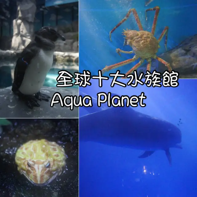 全球前十大水族館之一— Aqua Planet