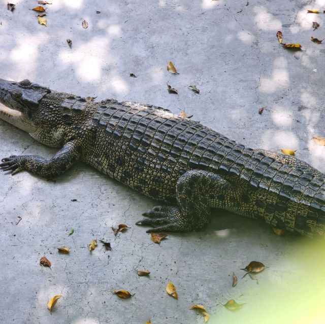 davao crocodile Park is a scaly experience 