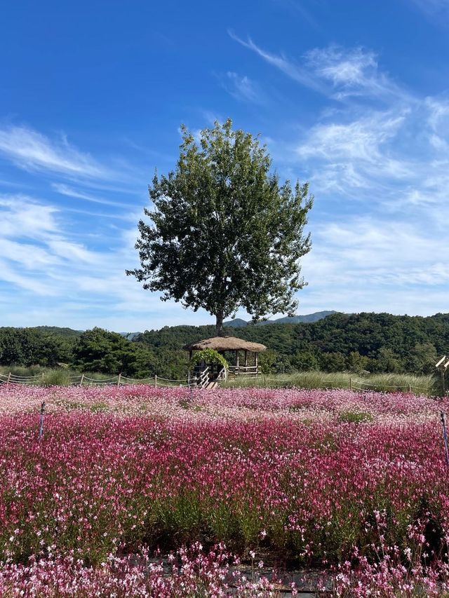 철원에서 즐기는 꽃구경 🌺