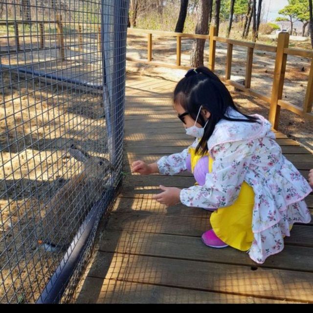 👍켄싱턴리조트 설악비치와 백촌막국수, 남경식당 맛집