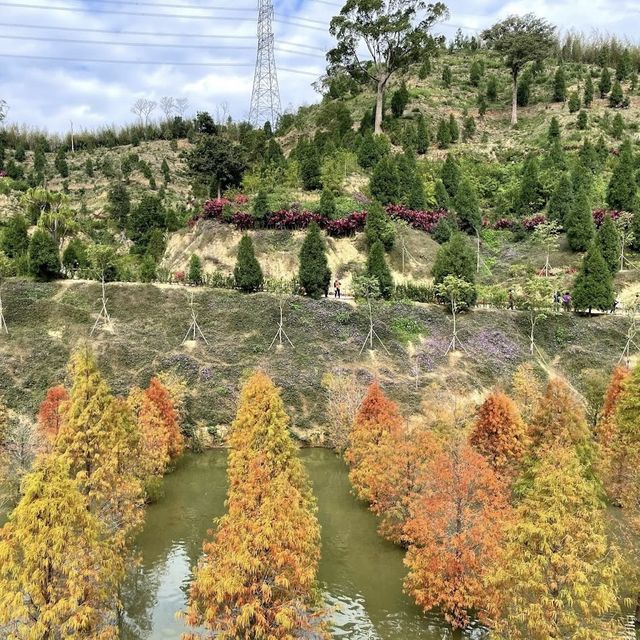 三灣落羽松莊園 🖌 秋意濃🍁的文青打卡景點