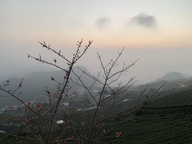 阿里山石棹步道群-吳鳳廟