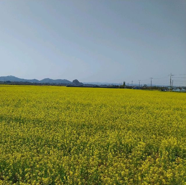 월출산 유채꽃 대축제