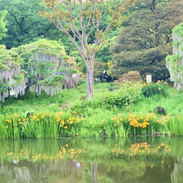 Home of Old Wisteria (Fuji flower) 