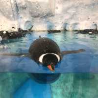 Ocean Park, The only park in Hong Kong to meet Pinguin and Panda