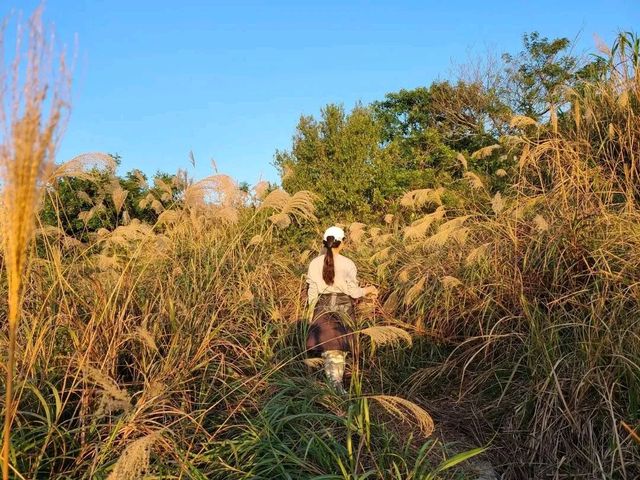 白之天崖🗻~東龍島🌅