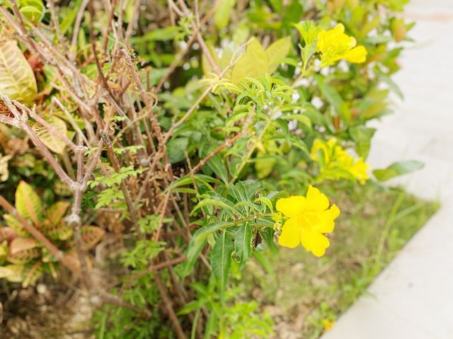 屯門海濱花園