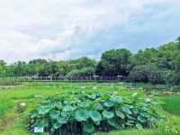 濕地公園睇荷花