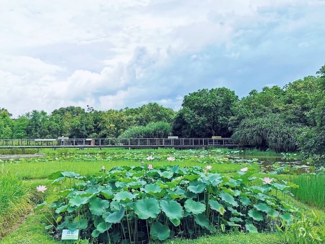 濕地公園睇荷花