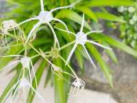 屯門賞花好地方