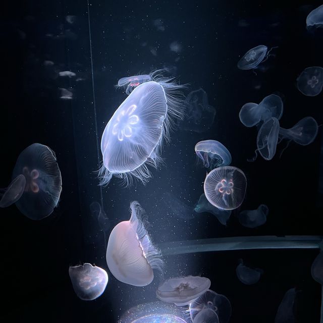 【京都】クラゲワンダー！京都水族館