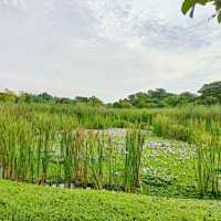 Exploring Sengkang Riverside Park 