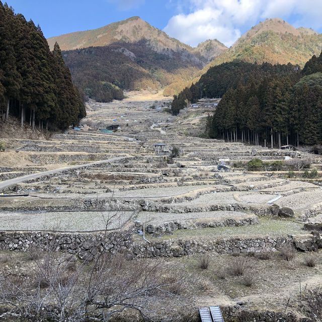 四谷の千枚田