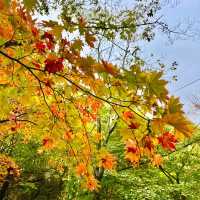 지리산 국립공원 단풍놀이🍁🍂