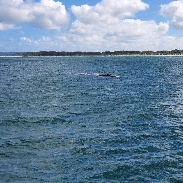 Whale Watching in Augusta