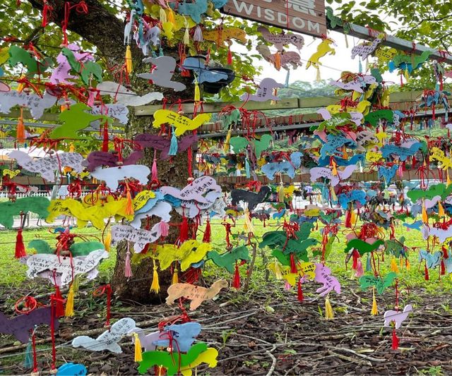 三角梅花展蝶豆花園之旅