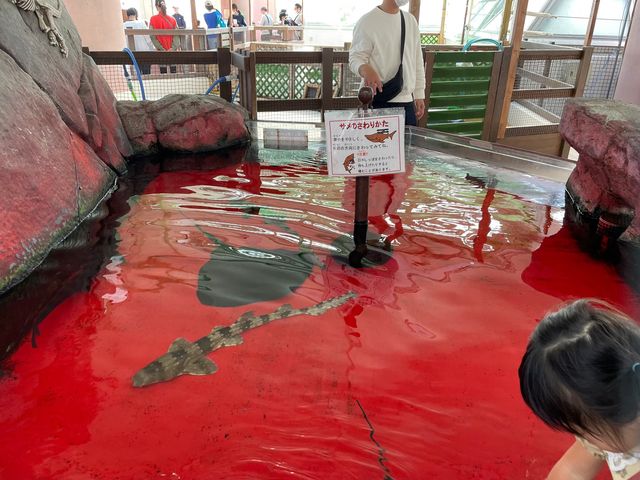 ペンギンの餌やり体験も🐧ふれあい体験がいっぱいの水族館🐟
