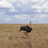 A most SPECTACULAR photo Safari in Tanzania 