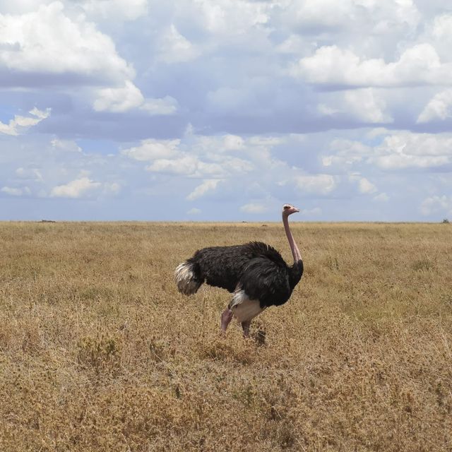 A most SPECTACULAR photo Safari in Tanzania 