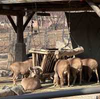 動物多過旅客的公園